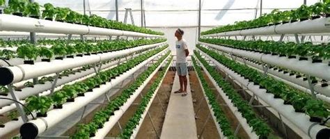 topraksız tarımda salatalık yetiştiriciliği